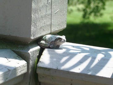 Stewart--frog Stewart--frog